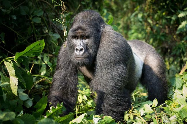 luxury gorilla trekking in Rwanda