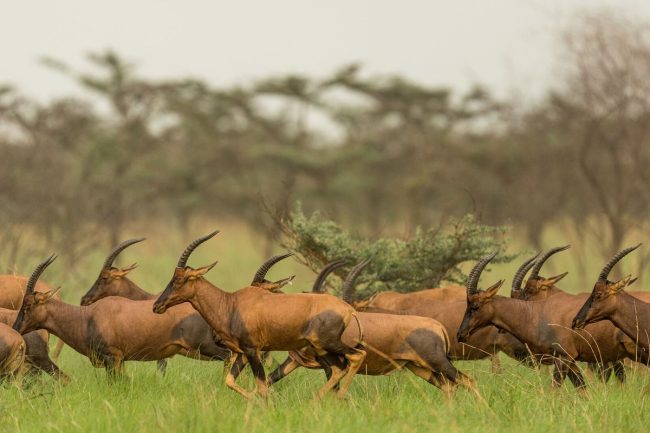 Best time to visit South Sudan