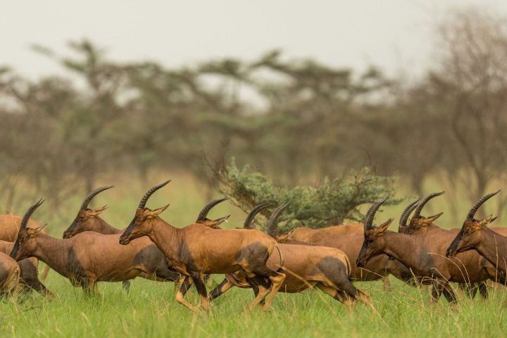 Best time to visit South Sudan