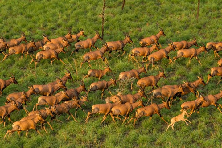 Boma National Park in Pibor Admin. area