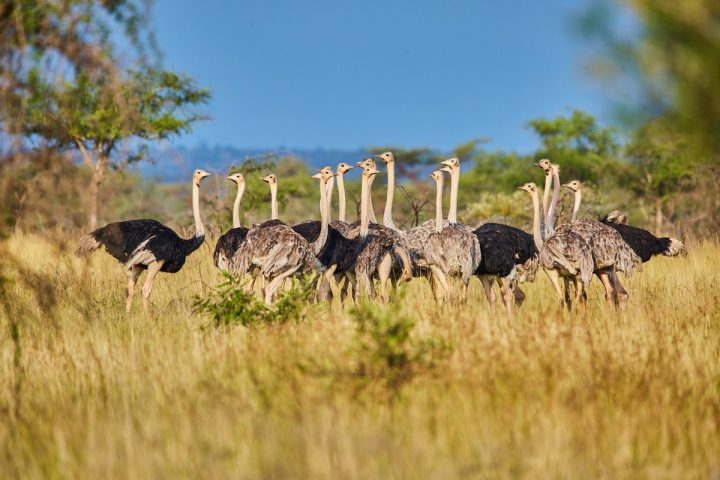 Game drives in South Sudan