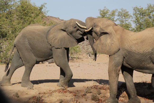 Nimule National Park