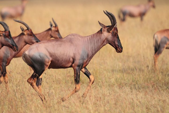 Safe national parks in South Sudan